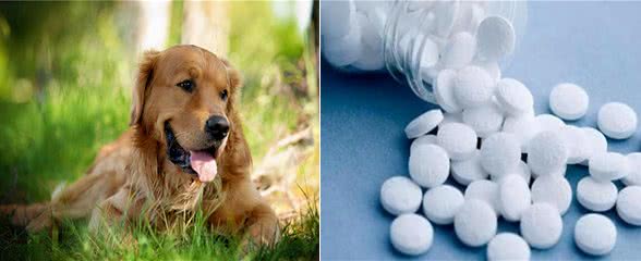 养狗心得:狗体内有虫有什么症状?处理寄生虫怎么办比较快?