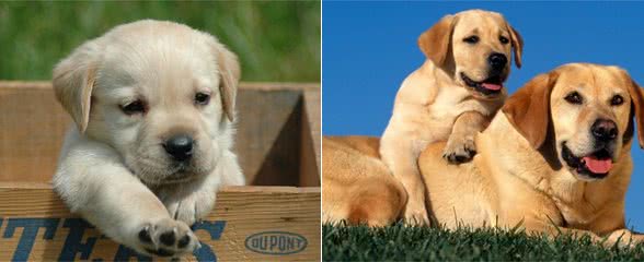 拉布拉多的优点多的数不过来，可怎么才能缓解它破坏家具的行为呢