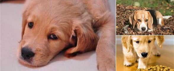 狗狗不吃东西没精神是怎么回事?铲屎官要注意，千万不能大意