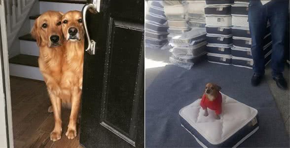 小主人拿平板给狗狗看，他们温馨的互动让人觉得狗狗的生活真美妙