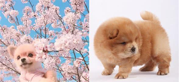 看看你家宠物值多少钱