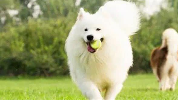 狗狗捡到玩具却不愿交给你?主人你知道它心里是咋想的吗?