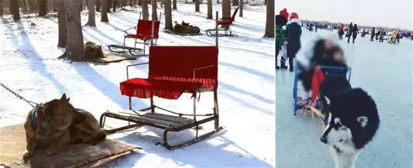 狗狗拉着主人体验狗拉雪橇