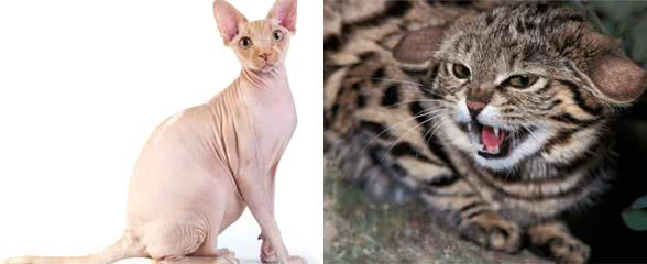 别靠近他们，这些猫太危险了