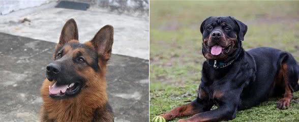 这6种狗很护主，忠诚度高，养到要珍惜了