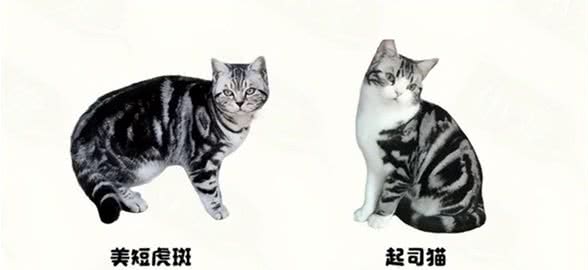 猫咪种类这么多，你知道你家猫源自哪里吗?