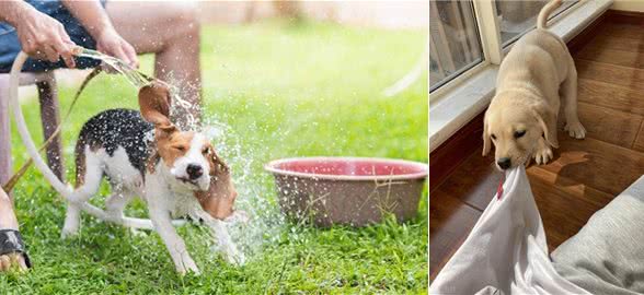 夏天狗狗身上味道太重?几招轻松解决