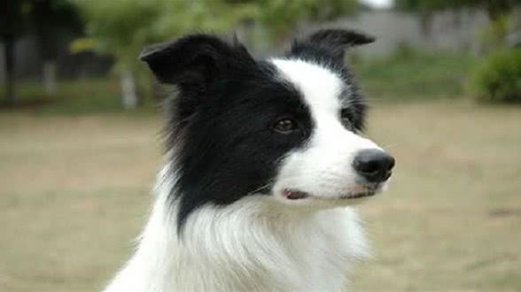 家里养了边牧，有下面5个体验，你体验过几个?