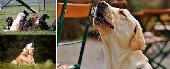 为什么狗会对警报器嚎叫?