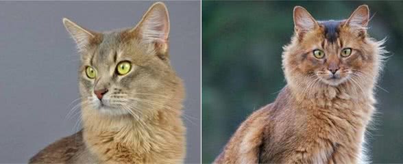 索马里猫好养吗?饲养索马里猫的注意事项有哪些?