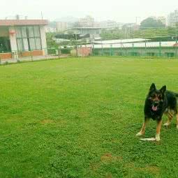 拉图工作犬俱乐部:厦门市海沧区