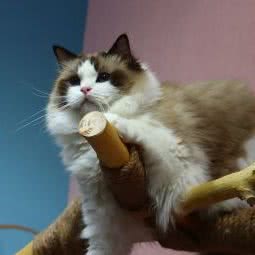 甜宠·猫屋:厦门市同安区