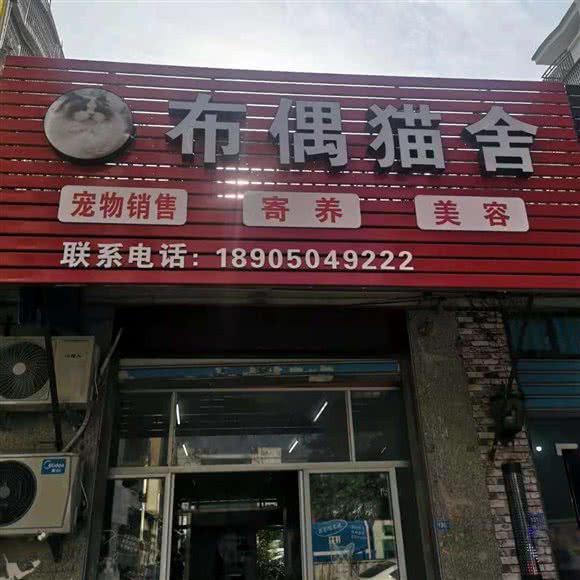 布偶猫舍宠物:莆田市荔城区