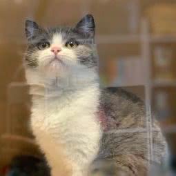 七宠宠物生活馆:莆田市荔城区