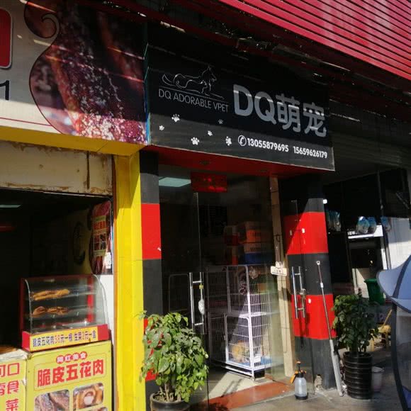 DQ萌宠:三明市永安市