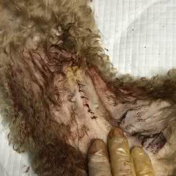 悦宠汇宠物会所:泉州市惠安县