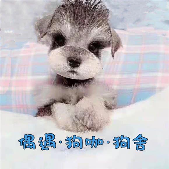 偶遇·狗咖·狗舍:呼和浩特市新城区摩尔城附近