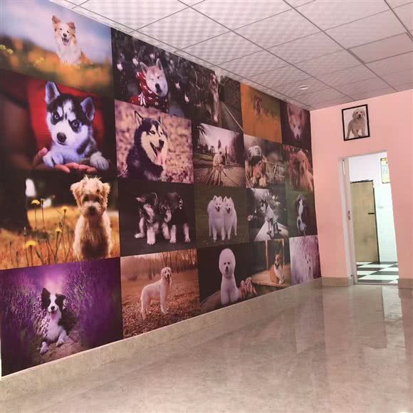 安心宠物店(安海店):泉州市晋江市