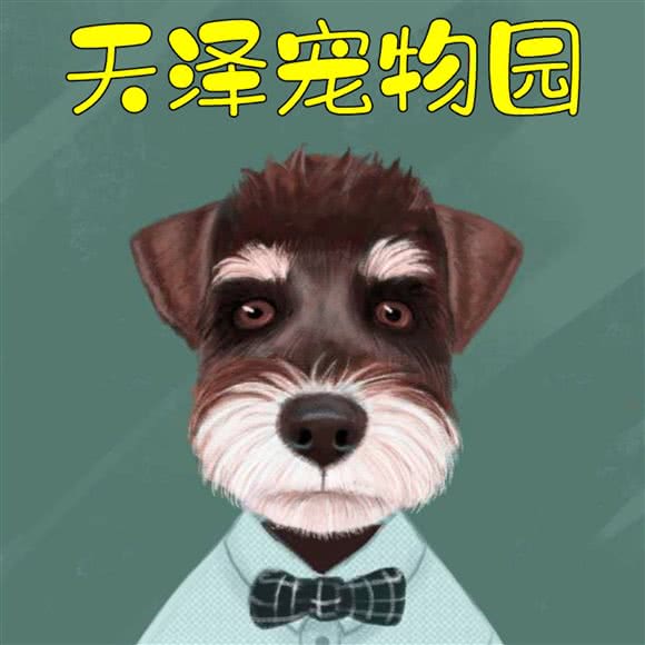 天泽狗狗园·雪纳瑞种公借配:呼和浩特市新城区摩尔城附近