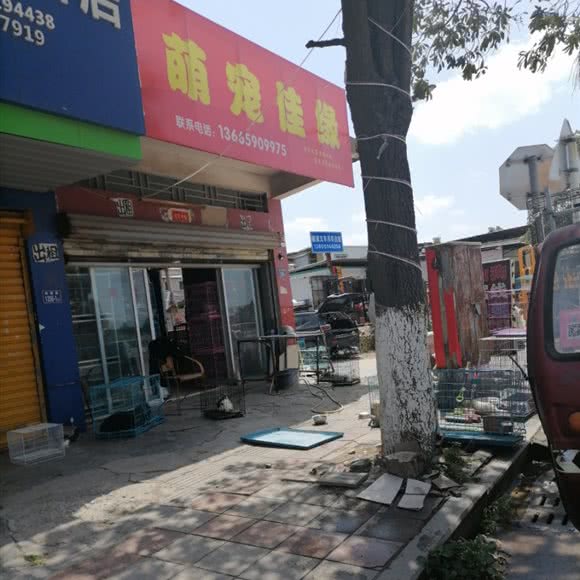 萌宠佳缘:泉州市晋江市