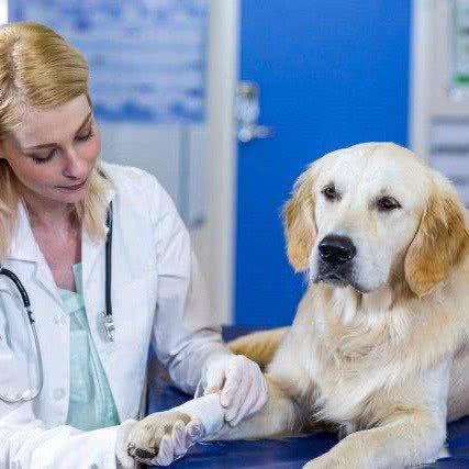 安心宠物诊所:泉州市晋江市