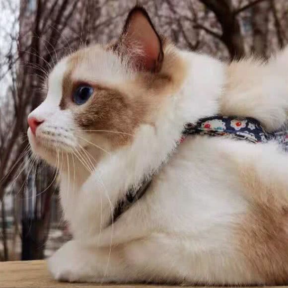 柒十六的小窝猫咖:呼和浩特市新城区摩尔城附近