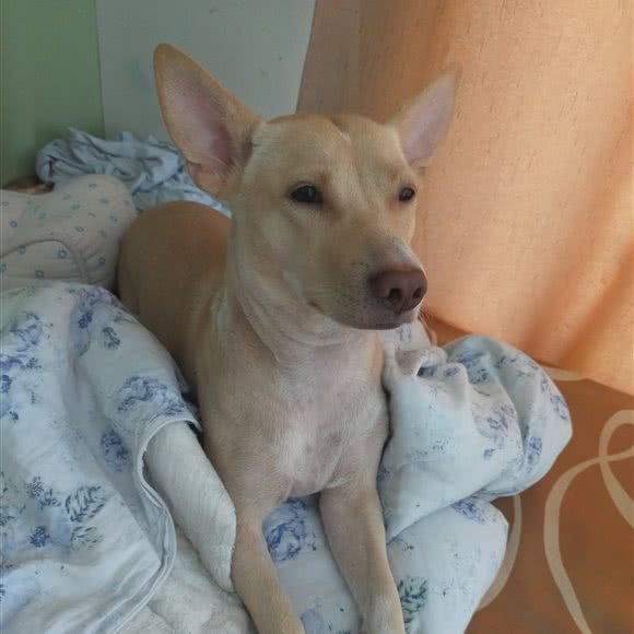 康顺宠物医院:泉州市南安市