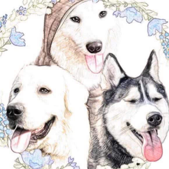 熊熊宠物游乐园:漳州市芗城区