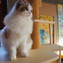 铂宠猫宠洗护中心:漳州市漳浦县