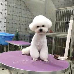 宠物地带宠物诊所:漳州市漳浦县