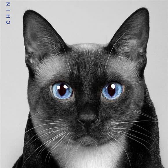 动物照相馆:呼和浩特市新城区润宇附近