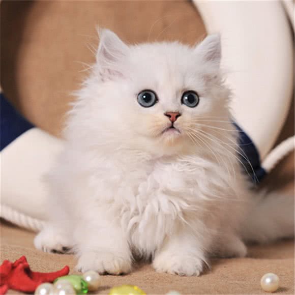 派多格宠物(丽苑店):呼和浩特市新城区润宇附近