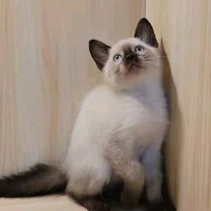 和谐宠物(海东路店):呼和浩特市新城区润宇附近