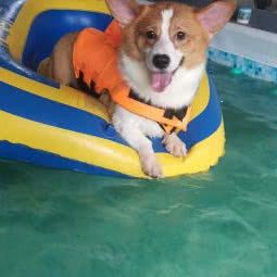 私特宠物商学院:宁德市蕉城区