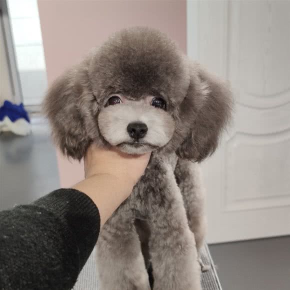 浡冉宠物:呼和浩特市新城区阿尔泰附近