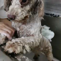 DoDo宠物:景德镇市珠山区