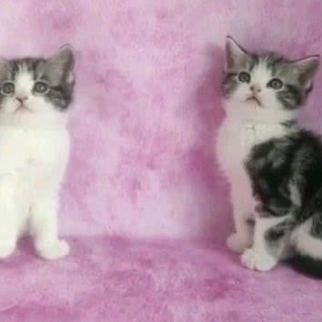 和谐宠物展示馆(奥赢花卉店):呼和浩特市新城区阿尔泰附近