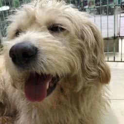 育尚宠物:九江市濂溪区