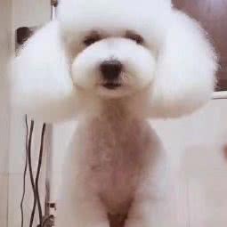 宠爱有家宠物店:九江市瑞昌市