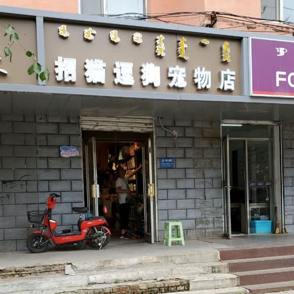 招猫逗猫宠物店:呼和浩特市新城区鼓楼附近