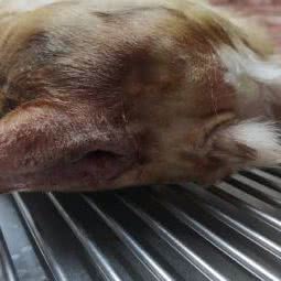 宠医生:赣州市南康区