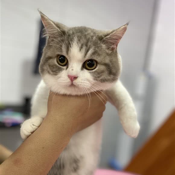 Flyingcat宠物生活馆:赣州市上犹县