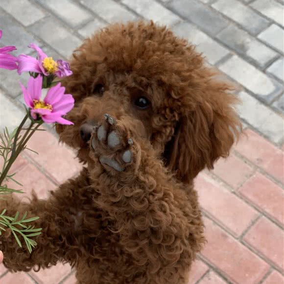 源宠宠物生活馆(上犹店):赣州市上犹县