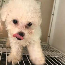 圣宠宠物(宁都县翠微广场店):赣州市宁都县