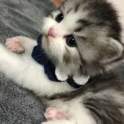 米欧宠物生活馆:吉安市吉州区