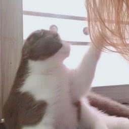 朱妈妈家里有猫·猫店:吉安市吉州区