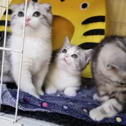 啵宠物狗语:北京城区朝阳区慈云寺/八里庄附近