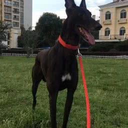 瑞和宠物医院:吉安市吉州区