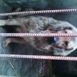 宏泰犬业:吉安市永丰县