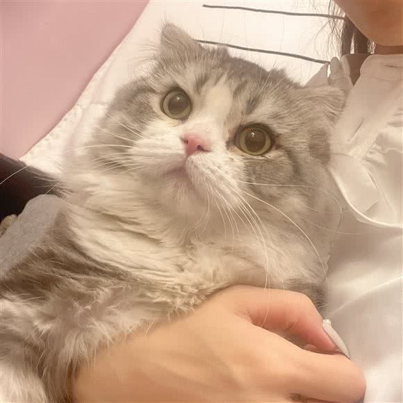 百一·桃桃宠物生活馆:呼和浩特市回民区海亮附近